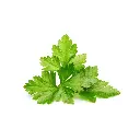 Cilantro (copy)